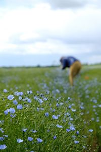 Flowering plant on field against sky