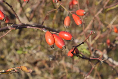 Close-up of red berries growing on tree