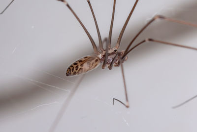 Close-up of spider