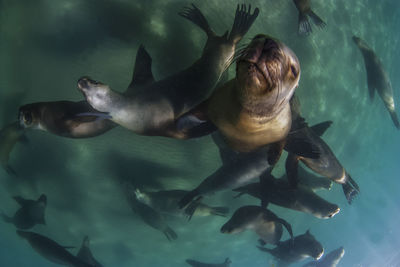 Fish swimming in sea