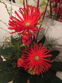 High angle view of red daisy flower