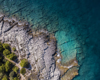 High angle view of animal on shore