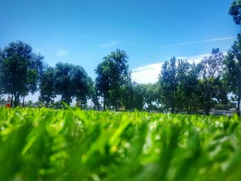 Scenic view of grassy field against sky