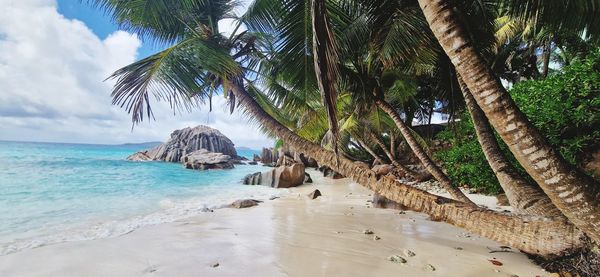 Palm trees on beach against sky