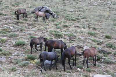 Horses grazing in a field