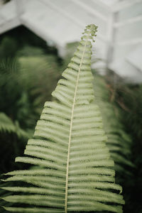 Close-up of fern against blurred background