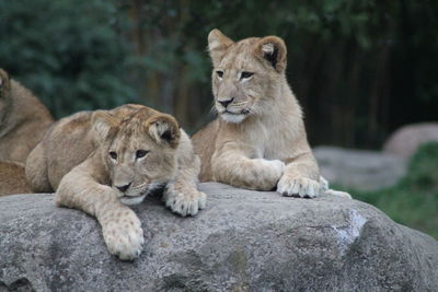 View of young lion on rock