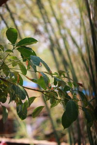 Low angle view of plant growing in forest