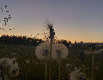 Close-up of dandelion on field against sky during sunset