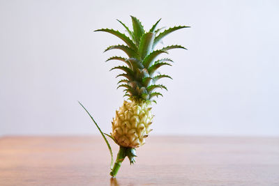 Close-up of pineapple on table against wall