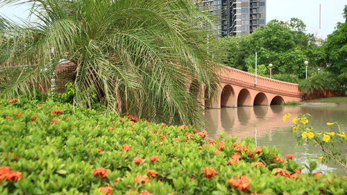 Arch bridge over river amidst plants