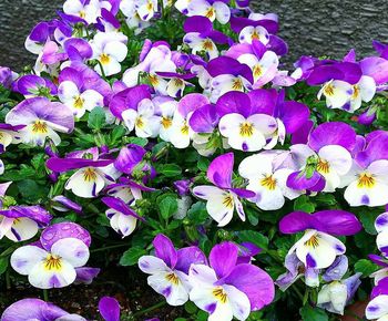 High angle view of purple flowering plants in park