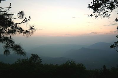 Scenics view of plant and trees with mountains during dawn