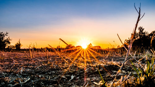Plants growing on field against sky during sunset