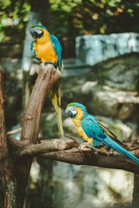 Macaw parrot bird