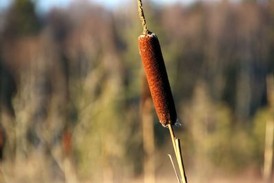 Close-up of plant against blurred background