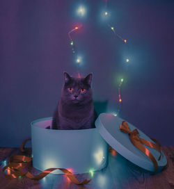 Portrait of cat sitting on box