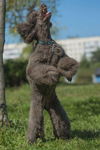 Close-up of a dog on field