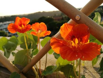 Close-up of orange flowering plants