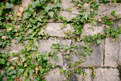 Close-up of ivy on wall