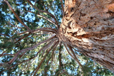 Low angle view of tree in forest