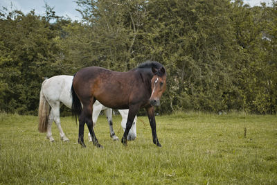Side view of horse standing on field