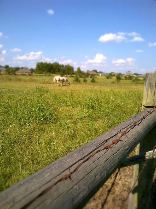 SCENIC VIEW OF FARM AGAINST SKY