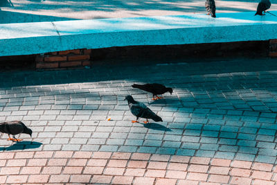 High angle view of birds perching on swimming pool