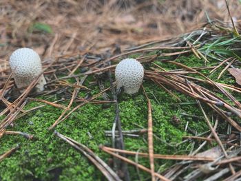 High angle view of mushroom growing on field