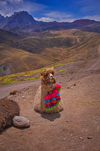 A lama in the 7 colors mountain in peru.