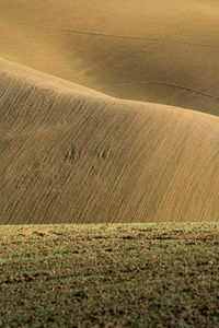 Full frame shot of agricultural field