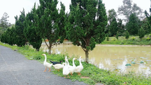 Swan on lake against trees