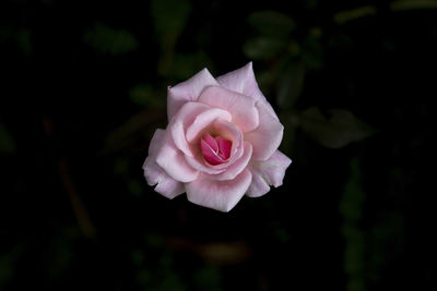 Close-up of pink rose