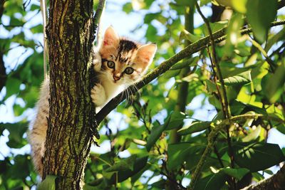 Low angle view of squirrel on tree