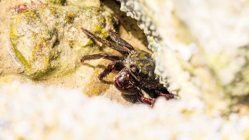 Close-up of insect