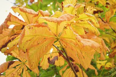 Close-up of green leaves