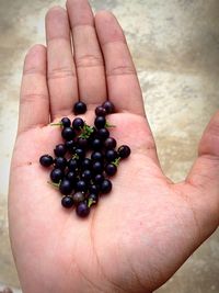 Close-up of hand holding berries