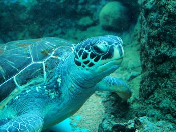 Close-up of turtle swimming in aquarium