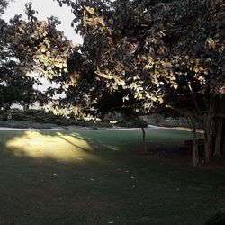 Image of trees on landscape against sky