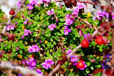 Close-up of pink flowers blooming in field