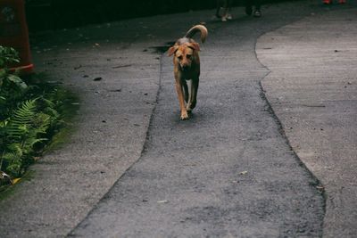 Dog walking on road