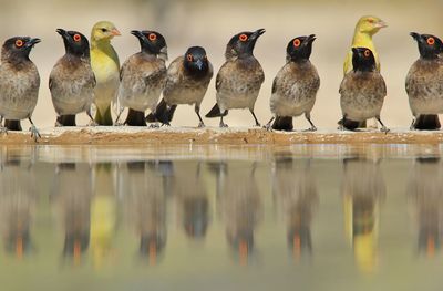 Close-up of birds in water