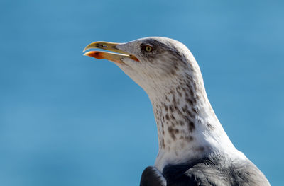 Close-up of seagull against clear blue sky