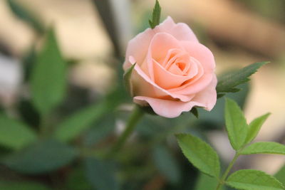 Close-up of rose blooming outdoors