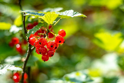 Close-up of red berries on plant