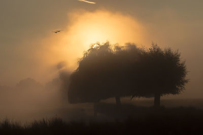 Silhouette of trees against sky during sunset