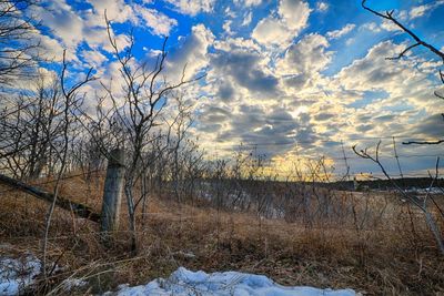 Bare trees on field against sky during winter