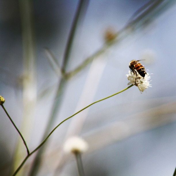 animal themes, one animal, animals in the wild, insect, wildlife, flower, focus on foreground, plant, selective focus, close-up, stem, nature, fragility, growth, beauty in nature, day, outdoors, no people, twig, freshness