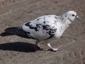 Close-up of bird perching on sand