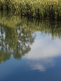 Reflection of tree in lake